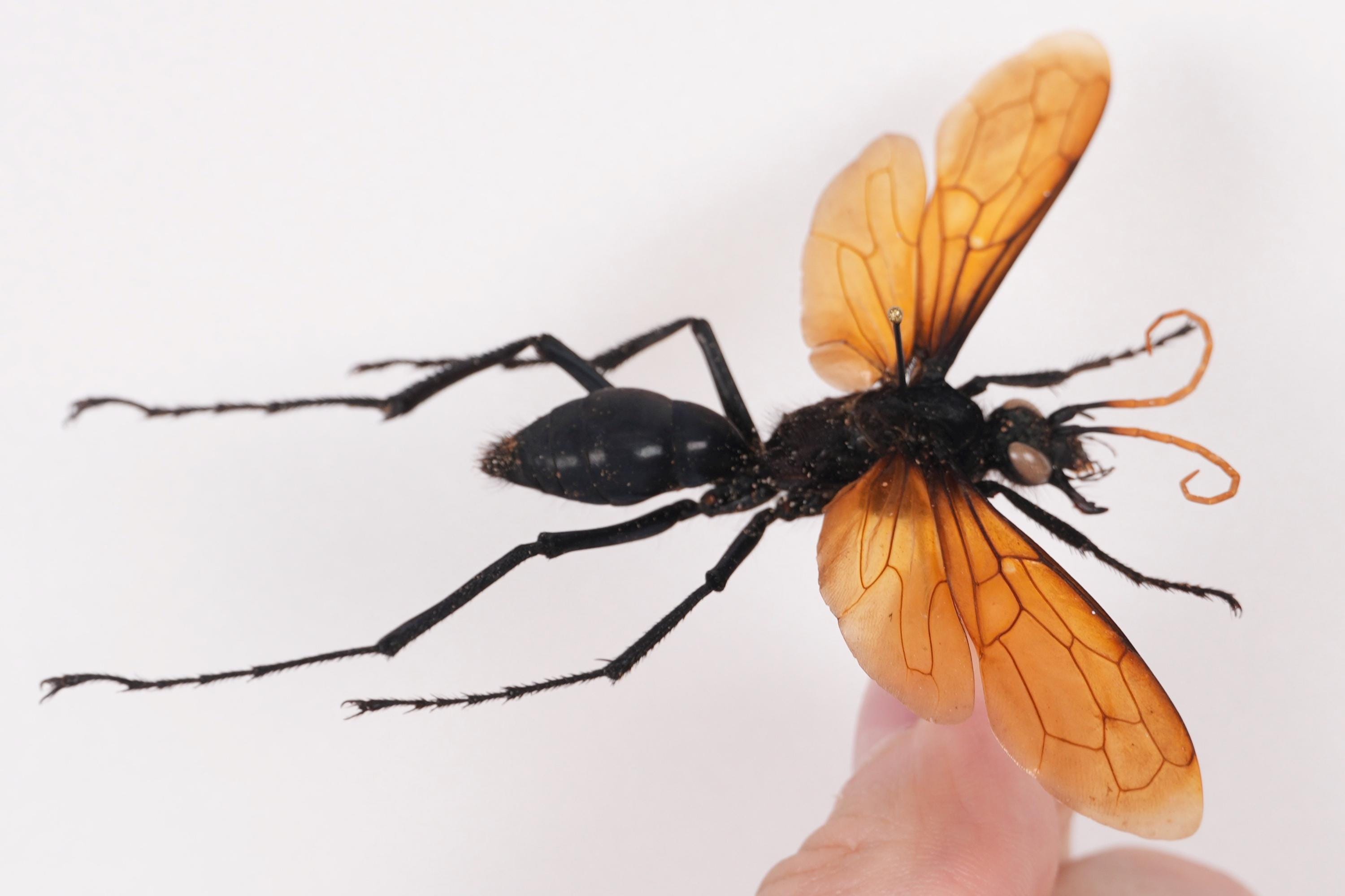 Pepsis Heros Peru (PE) - Spectacular Tarantula Hawk Wasp for