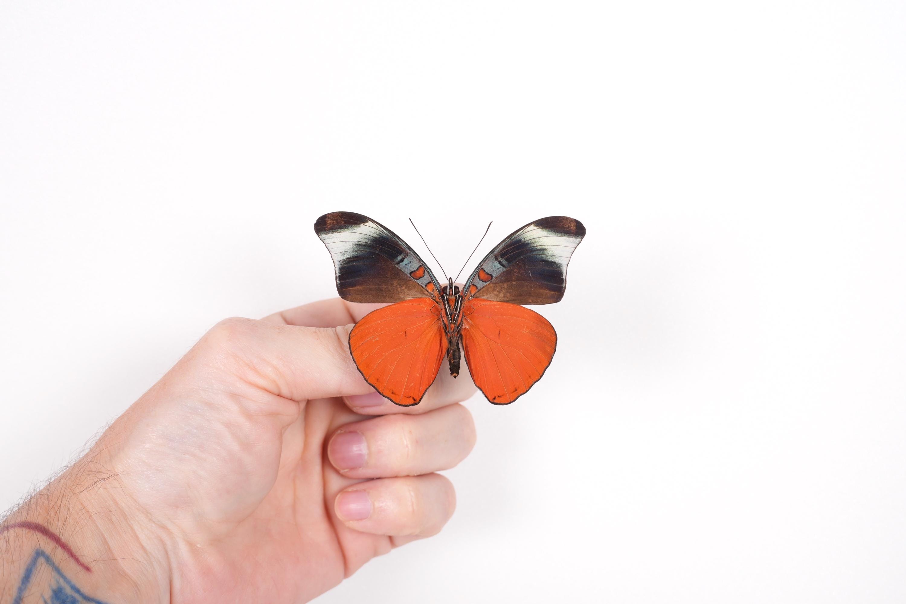 昆虫アート プロジェクト用の本物の蝶 Panacea prola Peru - PE、未