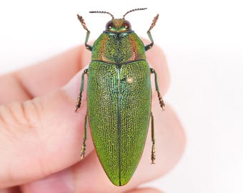 Chrysochroa klapaleki。非常に珍しいタマムシ。A1 品質。タマムシ科