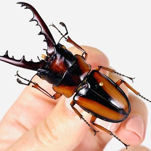 African stag beetle Prosopocoilus savagei Unmonted for artwork, taxidermy project and insect collection. image 1