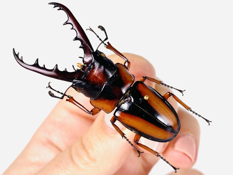 African stag beetle Prosopocoilus savagei Unmonted for artwork, taxidermy project and insect collection. image 1