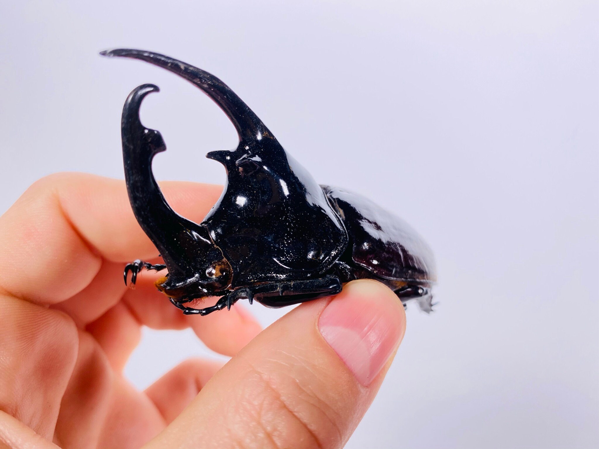 アフリカ カメルーン 部族 くし型 アフリカ カメルーン 部族 くし型