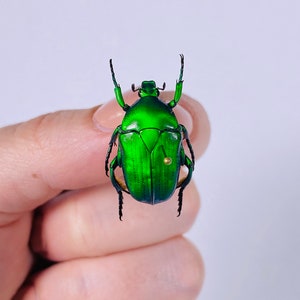 Coléoptère de fleur verte pour l’œuvre d’art Euchloropus laetus Thailand