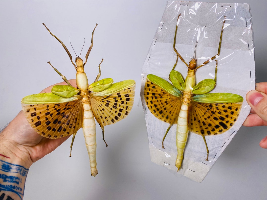 Giant Stick Insect Yellow Wings Spread Paracyphocrania Major Etsy