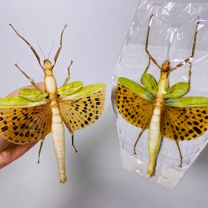 インドネシアの Paracyphocrania major - ID 巨大なナナフシの黄色い羽