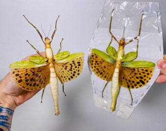 Giant stick insect yellow wings spread Paracyphocrania major