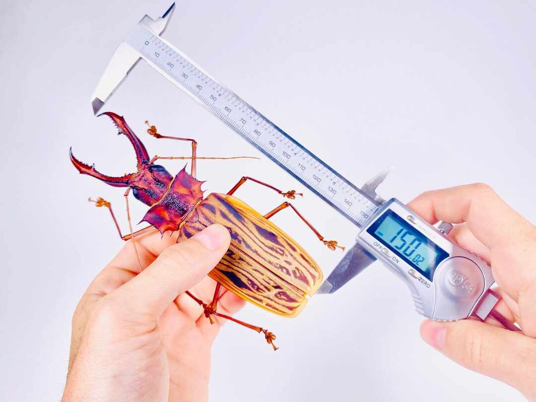 Real Giant Sabertooth Longhorn Beetle Macrodontia Cervicornis