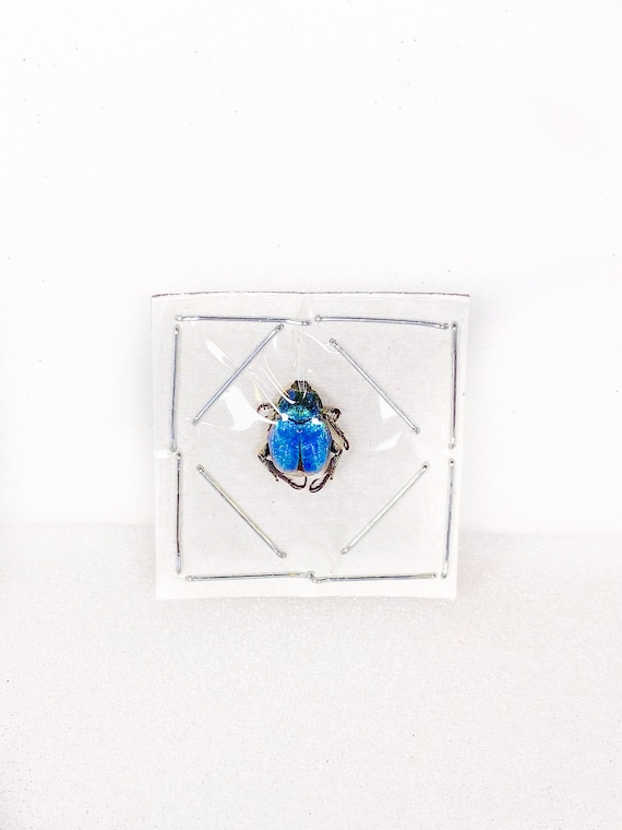 Véritable coléoptère bleu métallique Hoplia coerulea de France