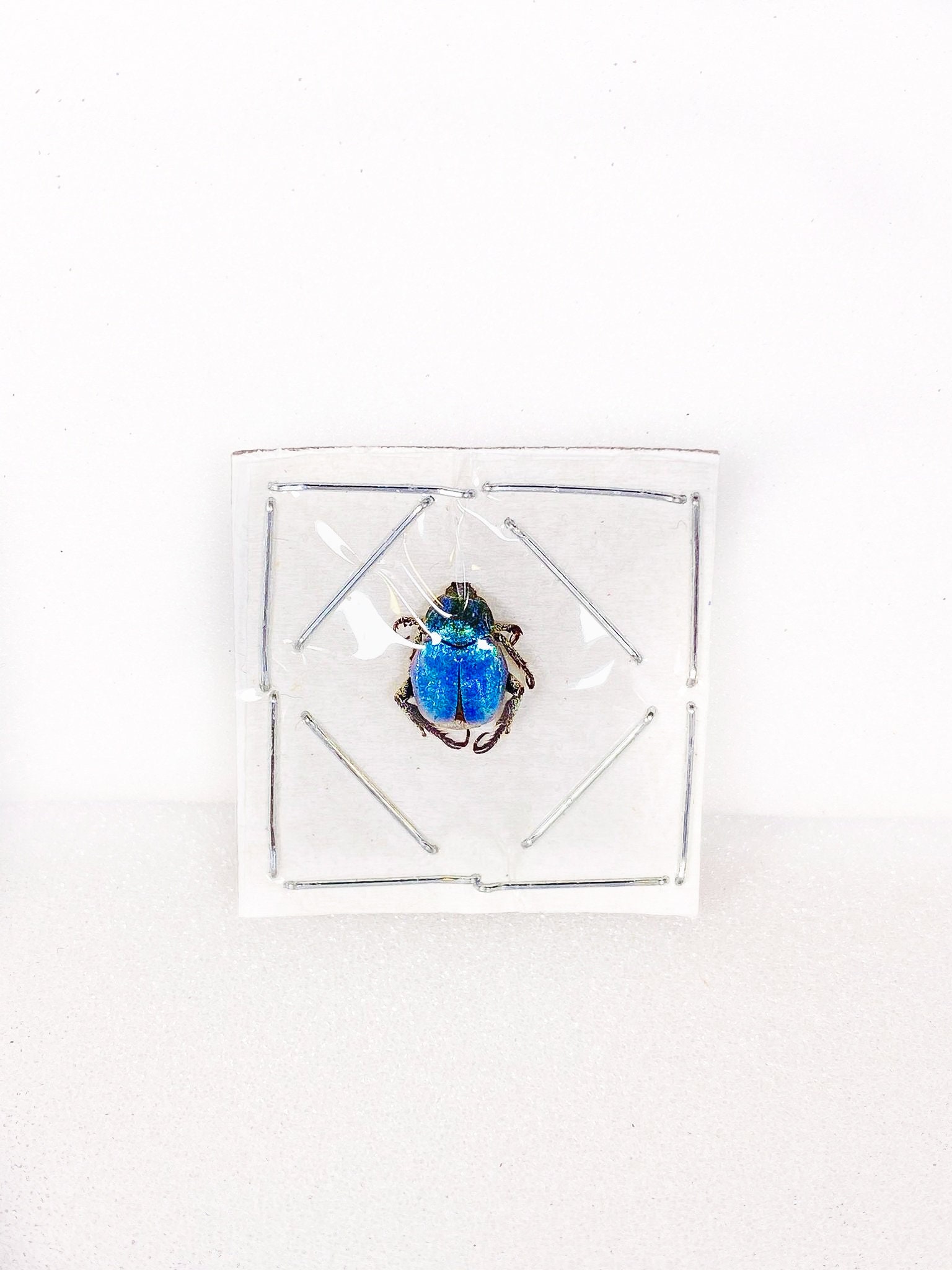 標本 France Hoplia coerulea set Hoplia coerulea One Real Metallic blue scarab beetle