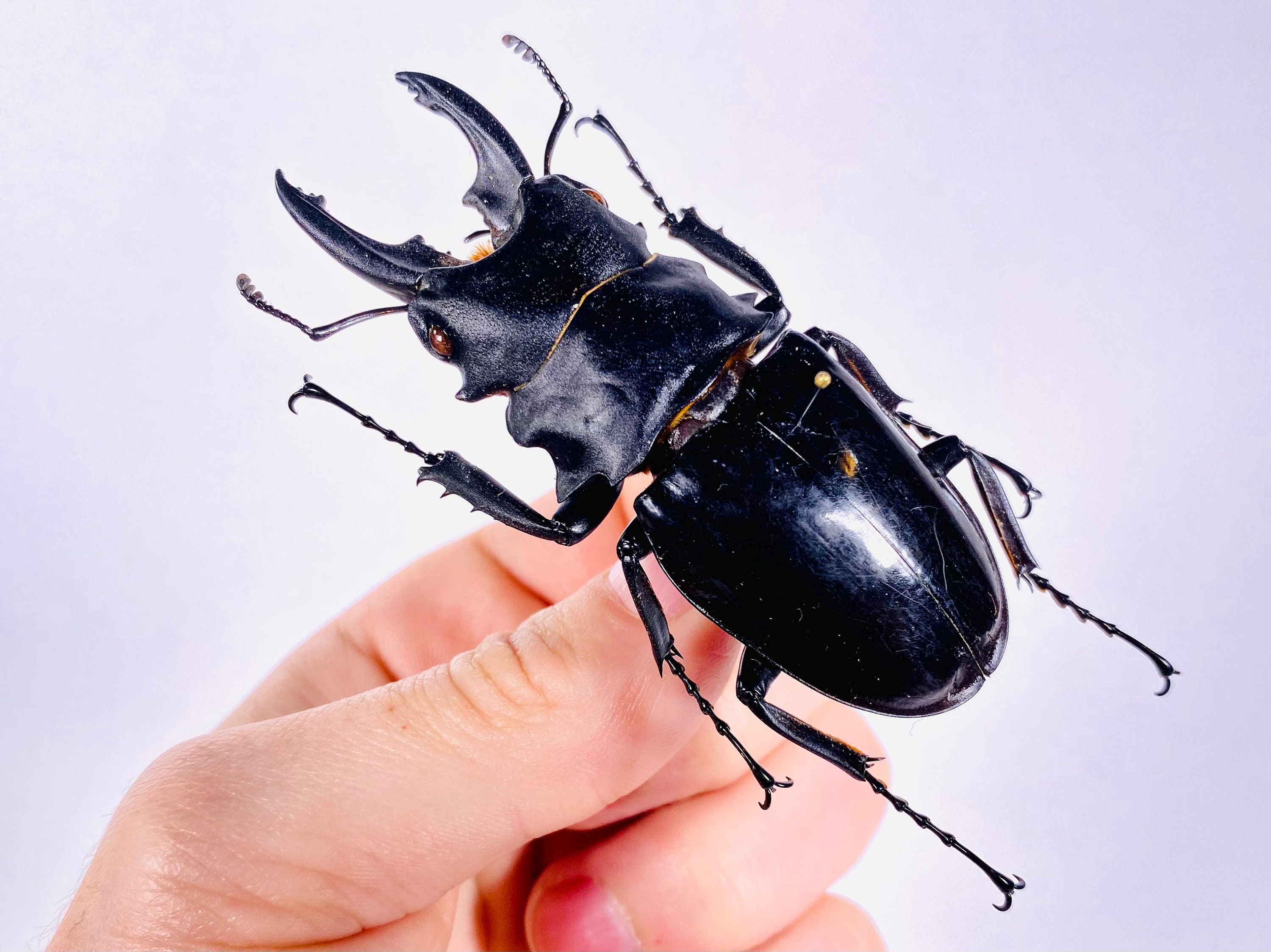 標本 Odontolabis nobuhikoi rare 24mm Odontolabis kazuhisai - Ben's