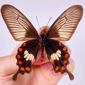 May include: A black and white butterfly with red and white markings on its wings. The butterfly is held by a hand.