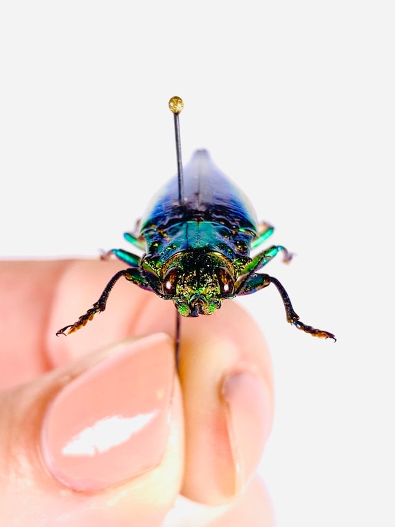 本物の虹色メタリック宝石甲虫 Cyphogastra javanica Indonesia-ID