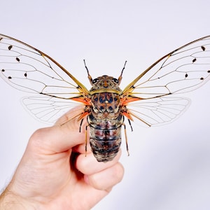 May include: A large, brown cicada with transparent wings held in a person's hand. The cicada has orange markings on its body and its wings have a delicate network of veins.