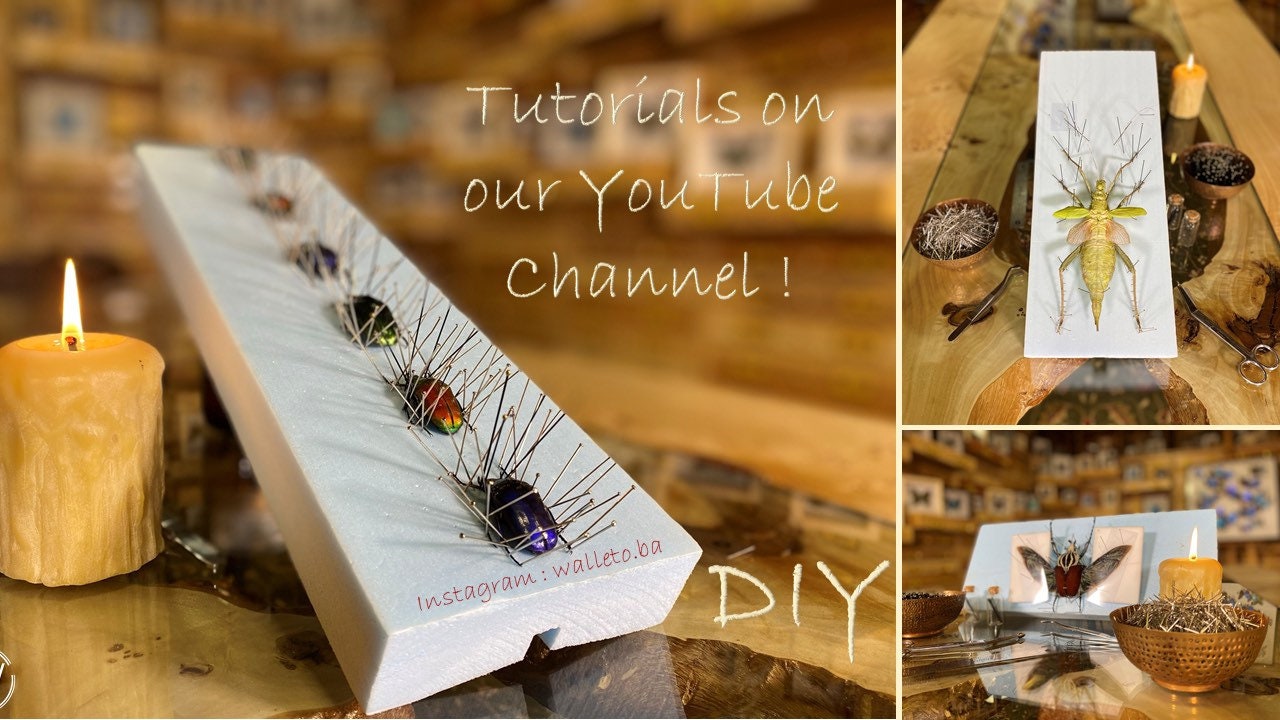 Real Metallic Blue Flower Beetle Hoplia Coerulea From France