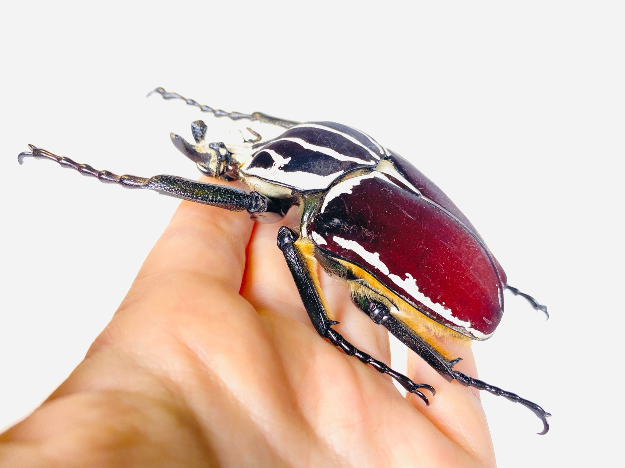 Goliathus Goliatus Kenya (KE) - Wild Caught - Goliath Beetle
