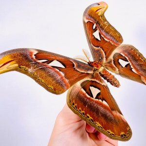 Attacus atlas mâle cobra moth pour les œuvres dart dinsectes, la collection de papillons ou le projet de taxidermie. image 3