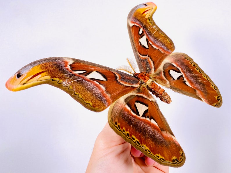 Attacus atlas mâle cobra moth pour les œuvres dart dinsectes, la collection de papillons ou le projet de taxidermie. image 3