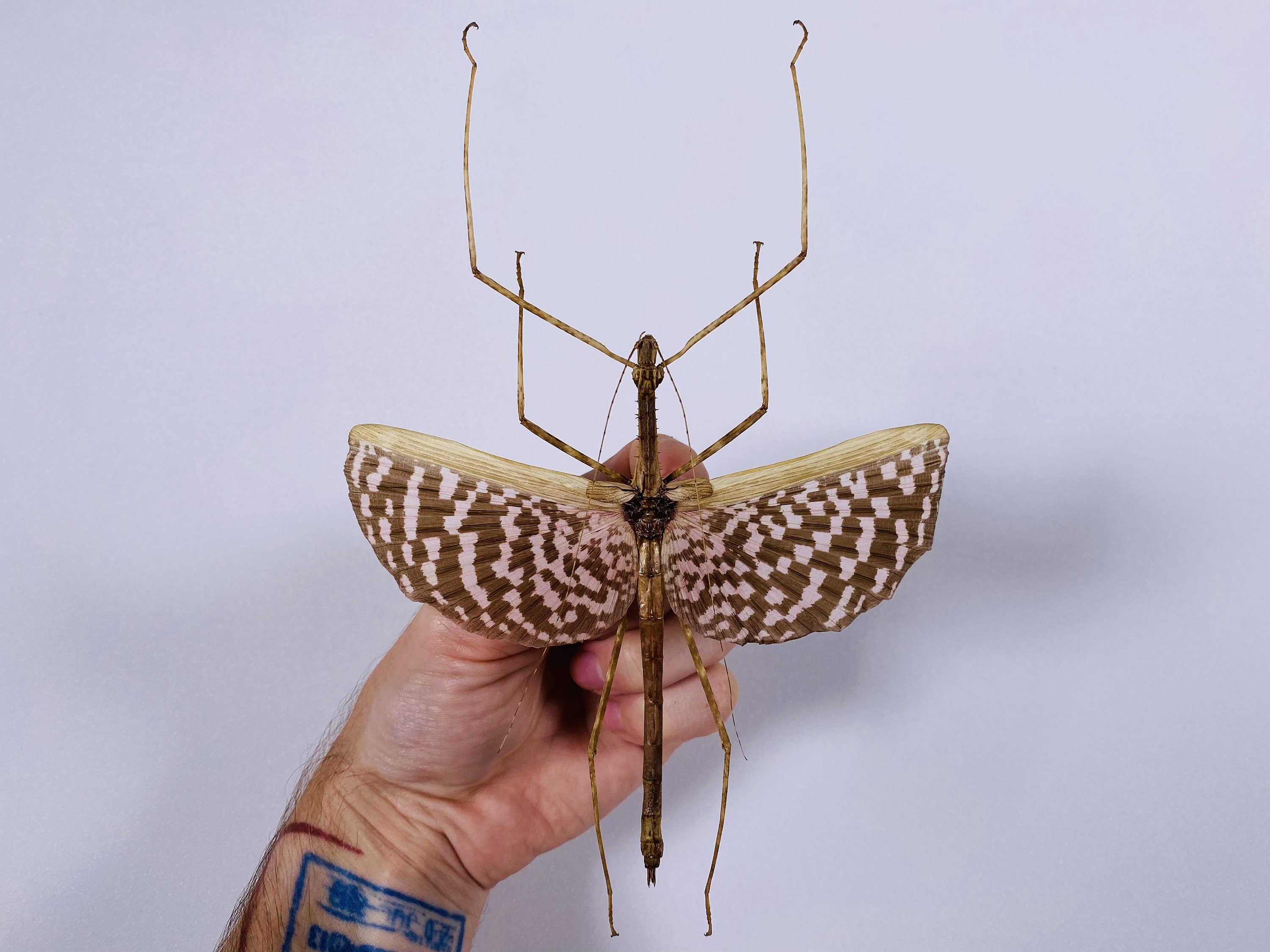 標本用品 Taiwan Dytiscoidae sp.38mm Diesbachia Tamyris Real Phasm Stick Insect Pink Wings for Insect