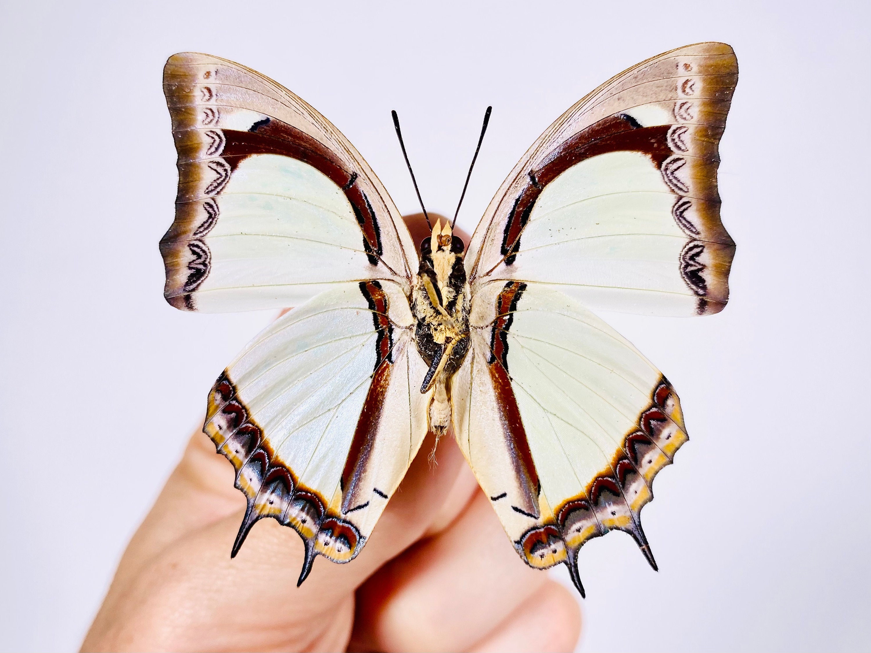 Polyura Moori Real Butterfly Unmounted for Artwork Taxidermy Etsy Canada