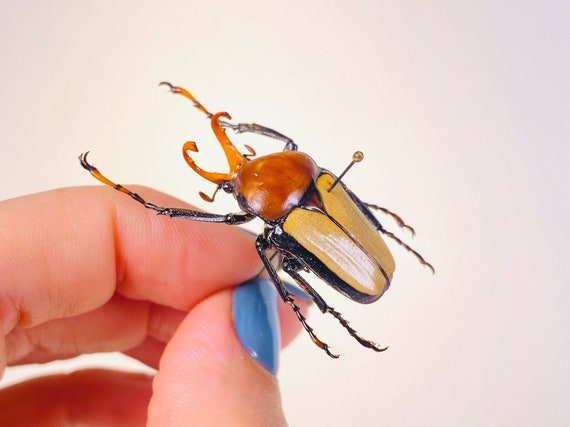 Orange Horny Flower Beetle Platynocephalus Miyashitai Unmonted for