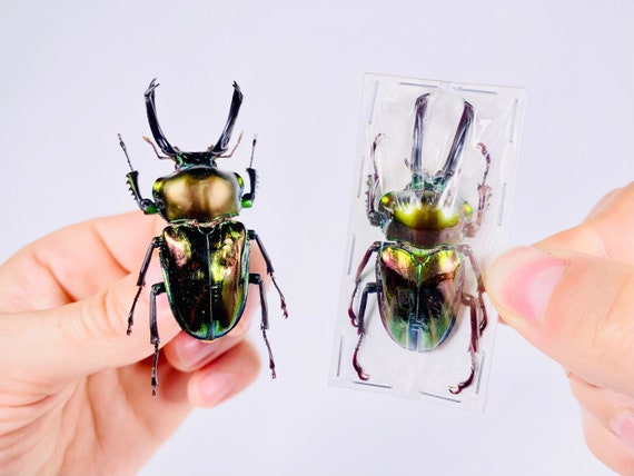 アート・デザイン・音楽 IL CERVo VOLANTE (Coleoptera lucanidae) Giant +90mm!!! Lucanidae Dorcus Alcides Mounted - Insects for Your