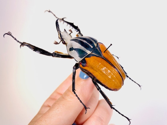 Giant Orange Flower Beetle Mecynorrhina Oberthuri Unicolor