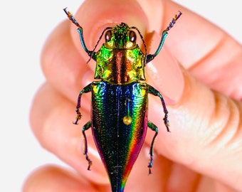 本物の虹色メタリック宝石甲虫 Cyphogastra javanica Indonesia-ID