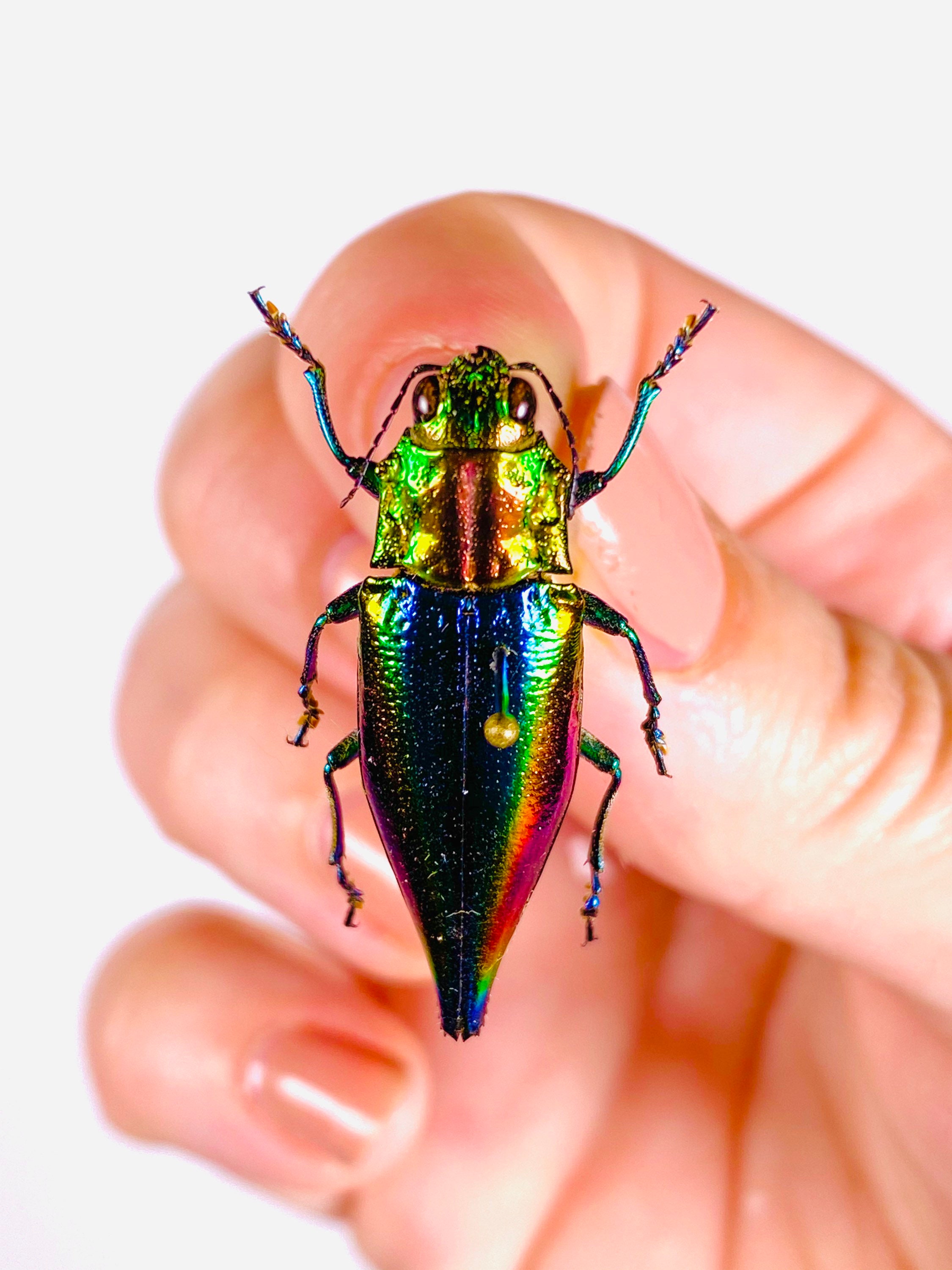 本物の虹色メタリック宝石甲虫 Cyphogastra javanica Indonesia-ID