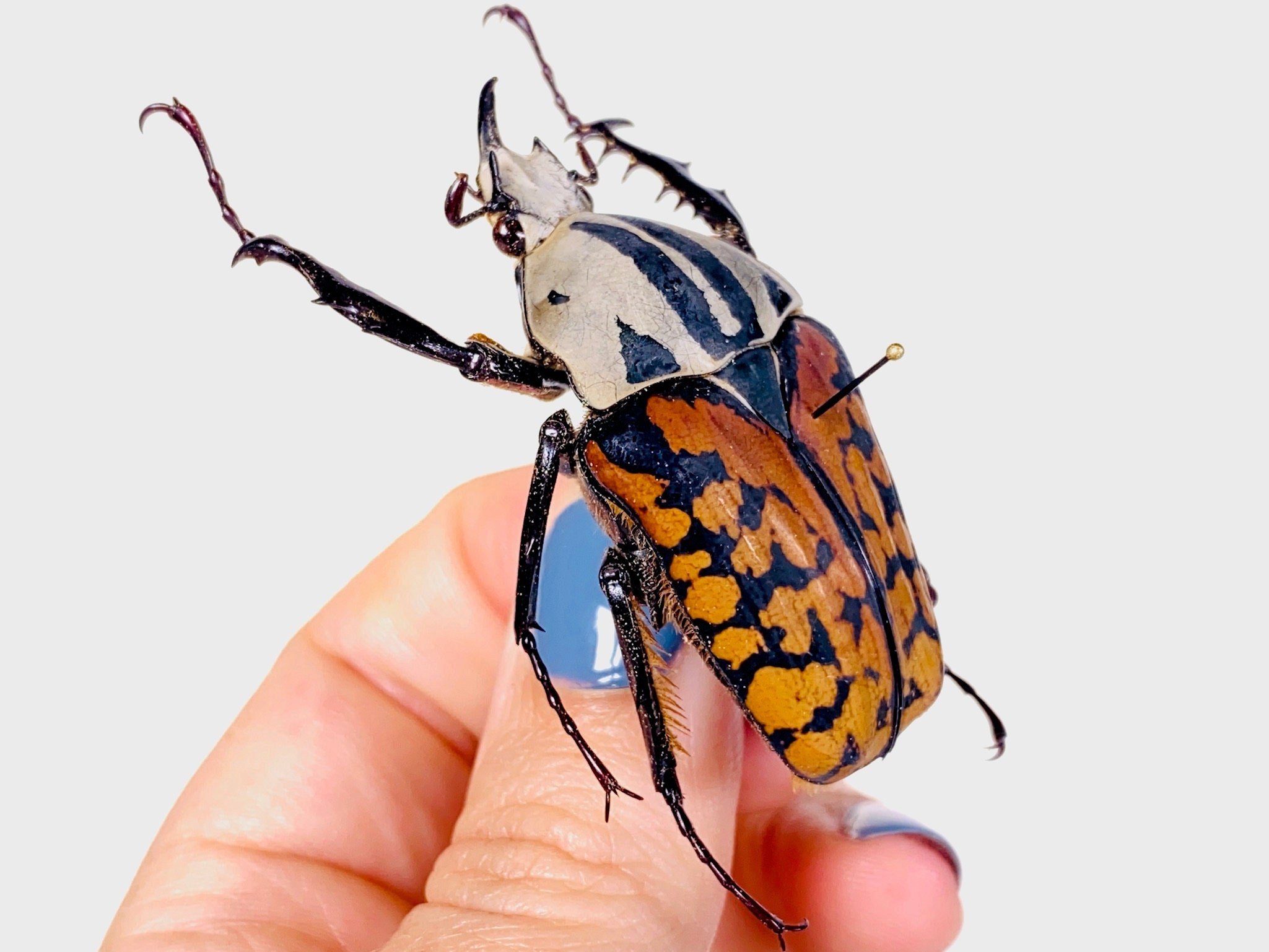Mecynorrhina Oberthuri Decorata Tanzania (TZ) - Wild Caught