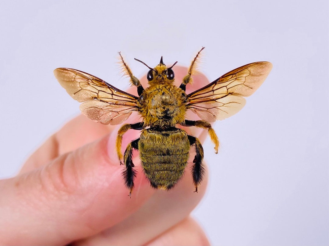 Xylocopa Golden Indonesia - ID, Carpenter Bee Spread Real