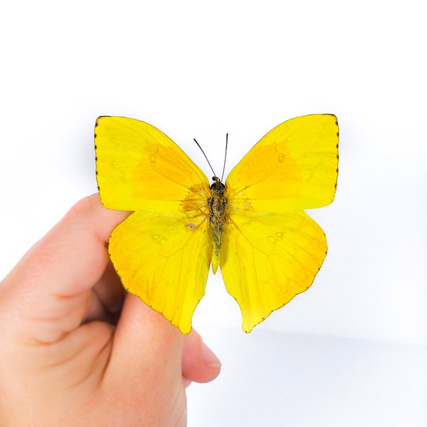 Mariposa real para obras de arte Phoebis rurina, insecto sin montar para proyecto de arte de taxidermia 75 mm