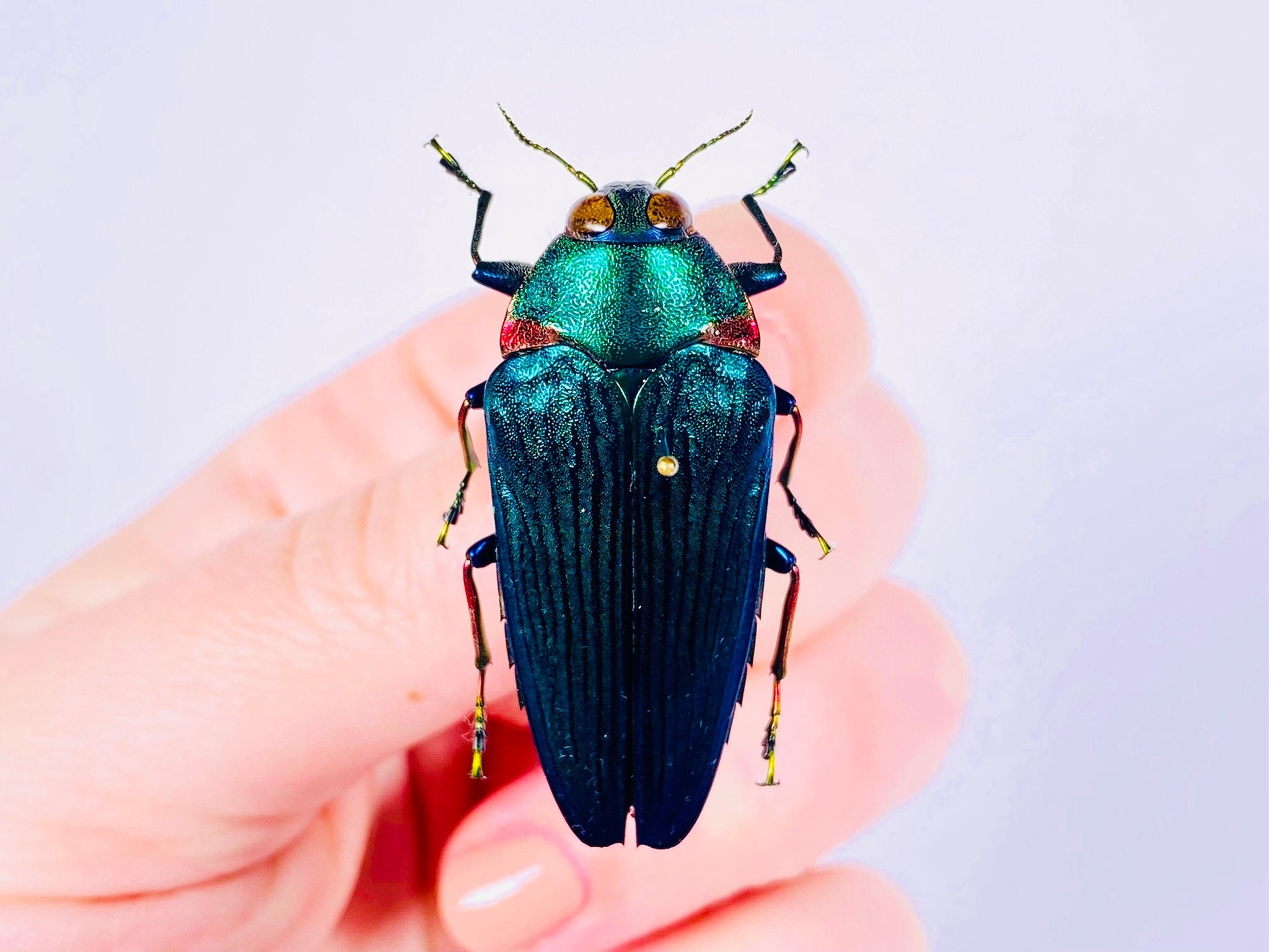 Colobogaster Resplendens Jewel Beetle for Insect Artwork, Beetles