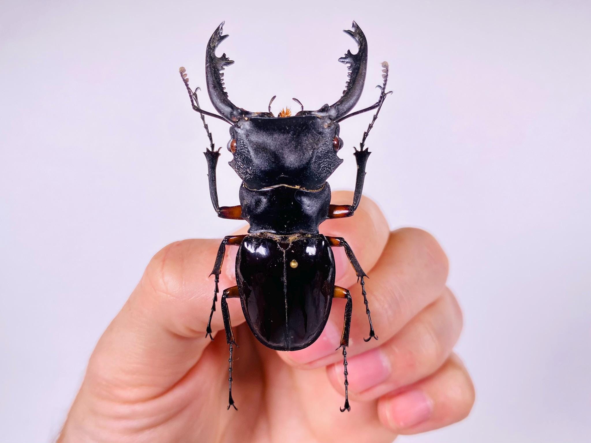 Odontolabis Imperialis Komorii Indonesia - ID, Insect Unmounted