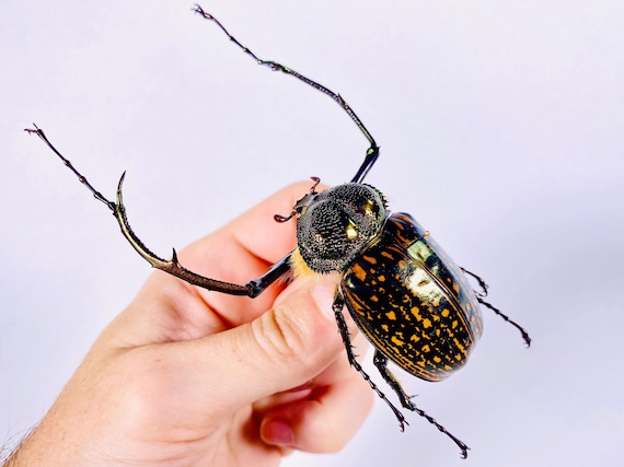 Cheirotonus Gestroi Real Long-armed Scarab Beetle for Insect