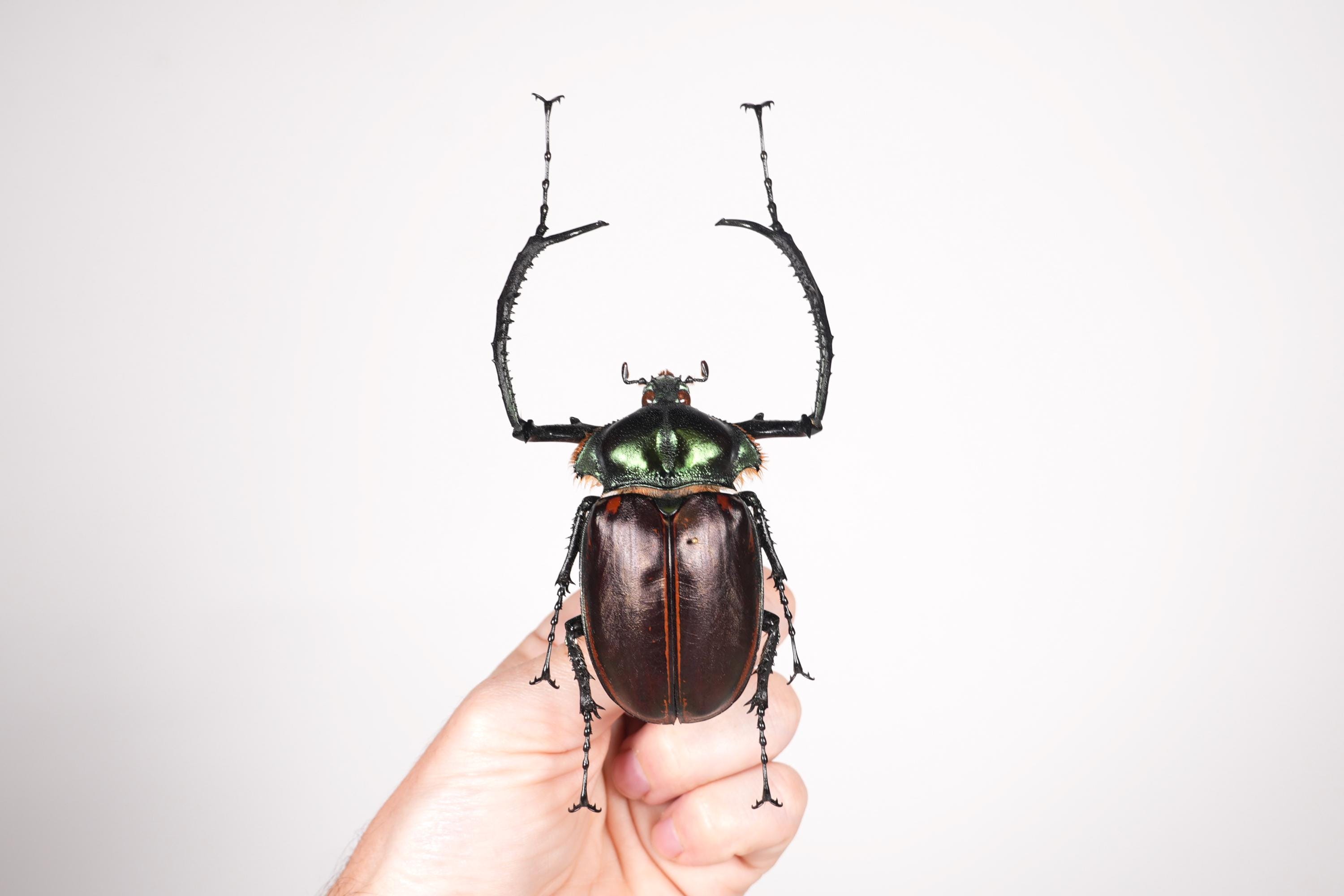 Vietnam Cheirotonus jansoni　71mm il_fullxfull.7271019190_bb99.jpg