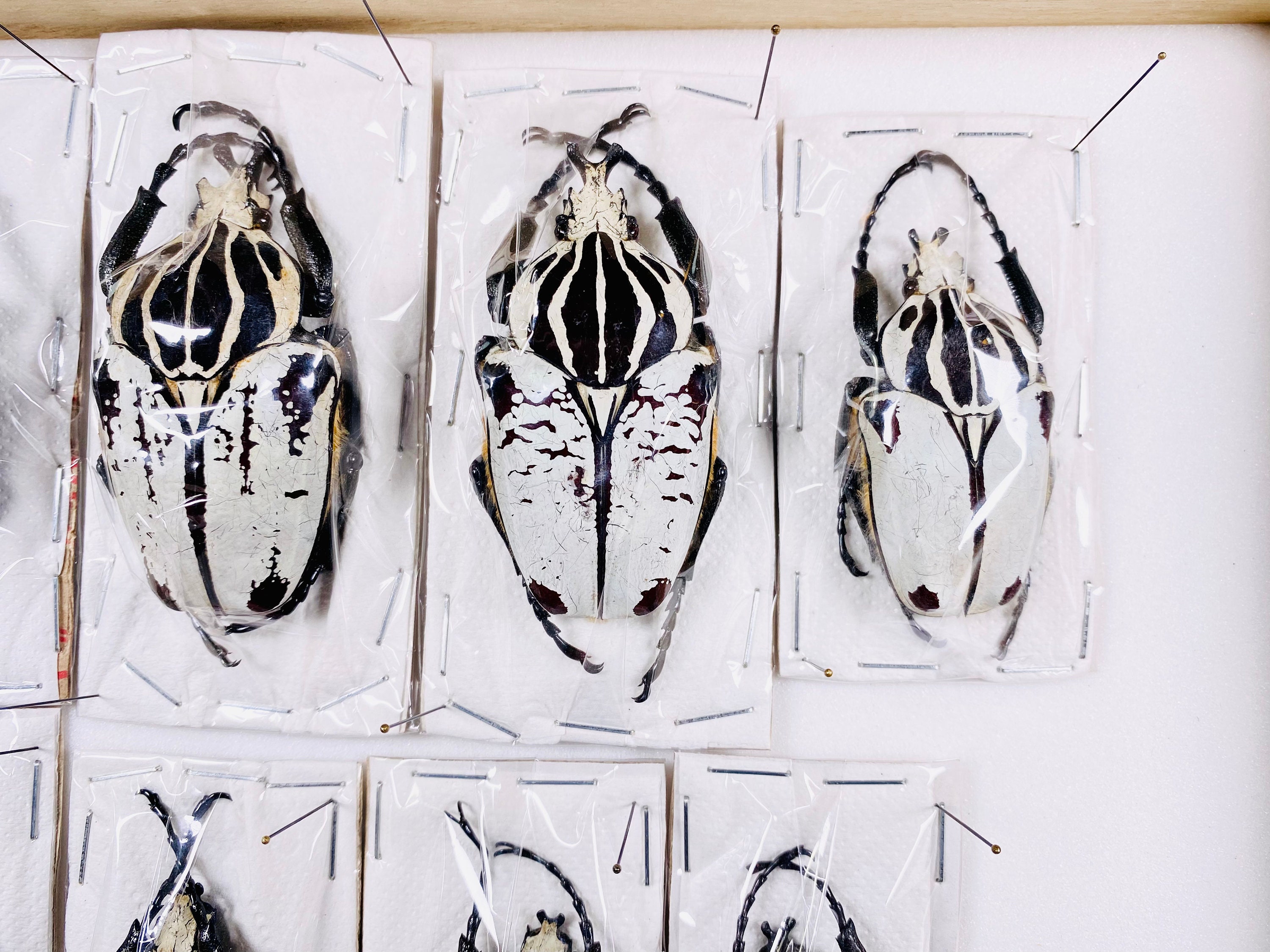 Goliathus Goliatus Rare White Specimens by the Unit # 11 to #18