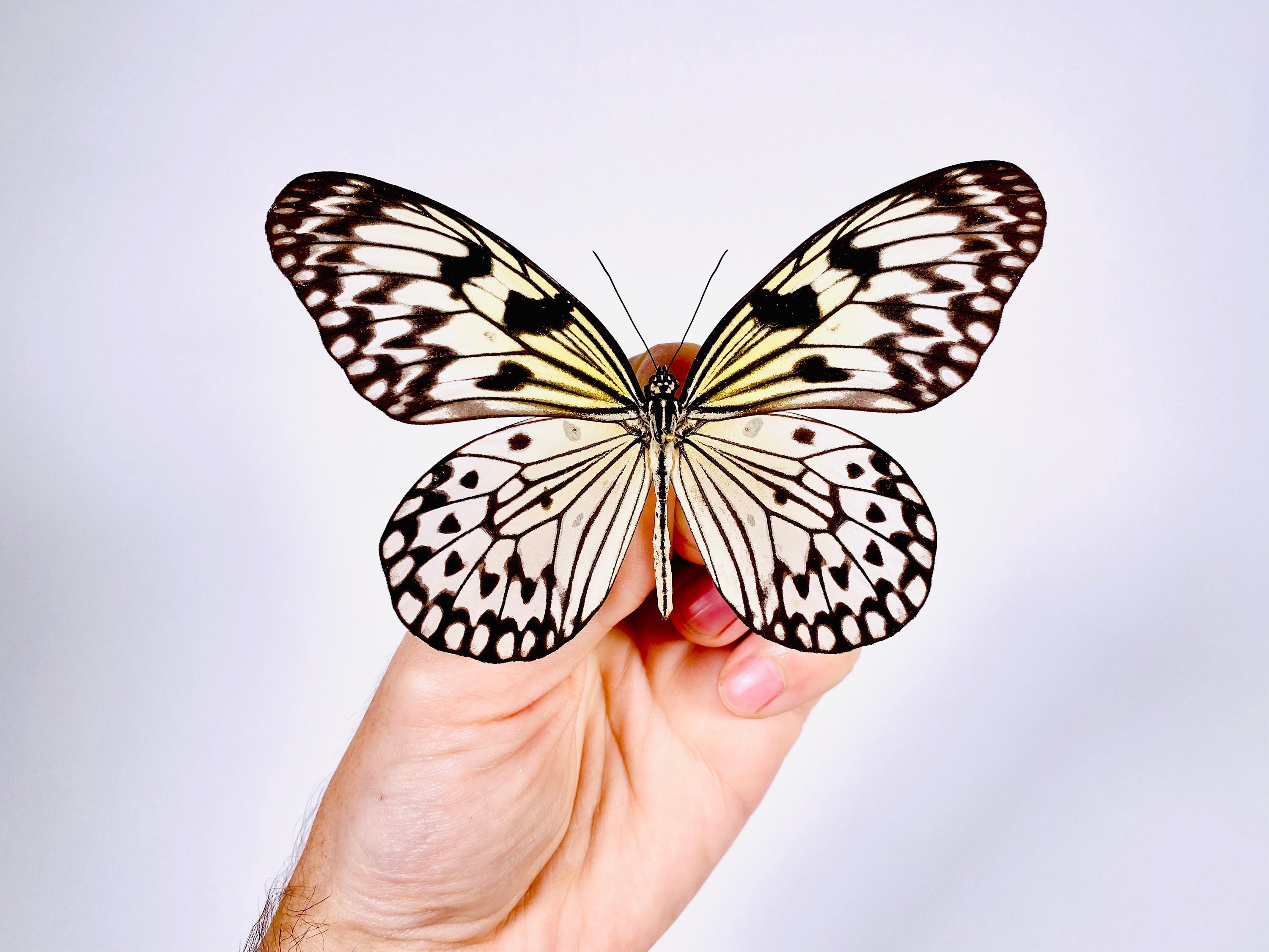 Idea leuconoe obscura Philippines - PH 本物の蝶を剥製にしてアート