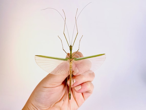 可愛らしいピンク色の羽を持つナナフシの一種、Phasm Necroscia sp