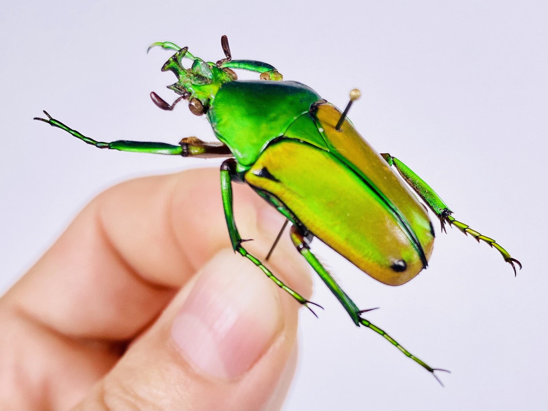 標本 Zaire Eudicella ducalis 47mm 標本 Zaire Eudicella ducalis 47mm Eudicella | eBay