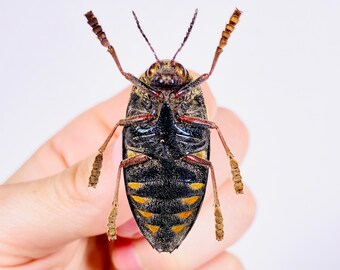 Sternocera castanea boucardii 本物のタマムシ昆虫（剥製、アート作品
