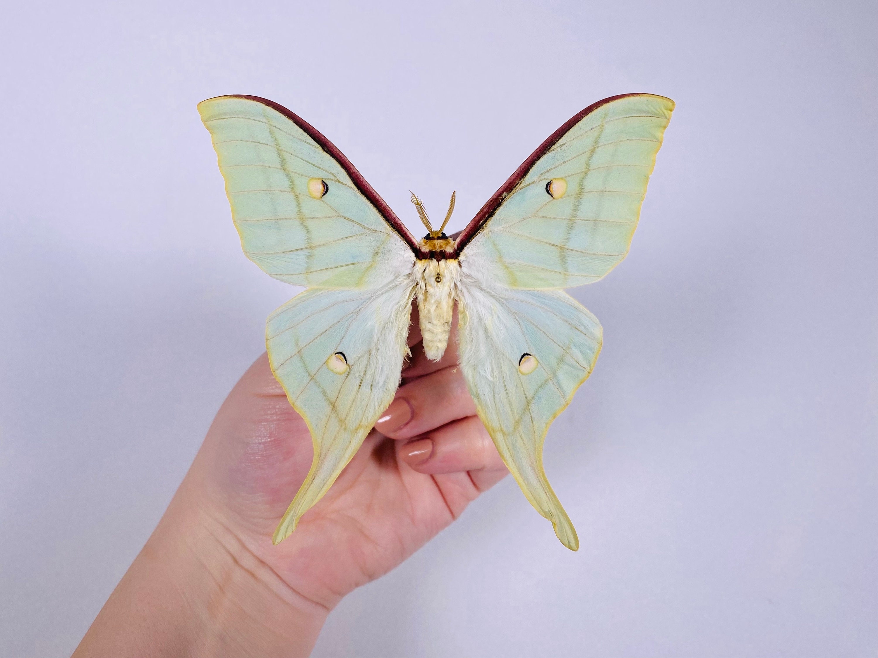 Five Spotted Hawk Moth Canada