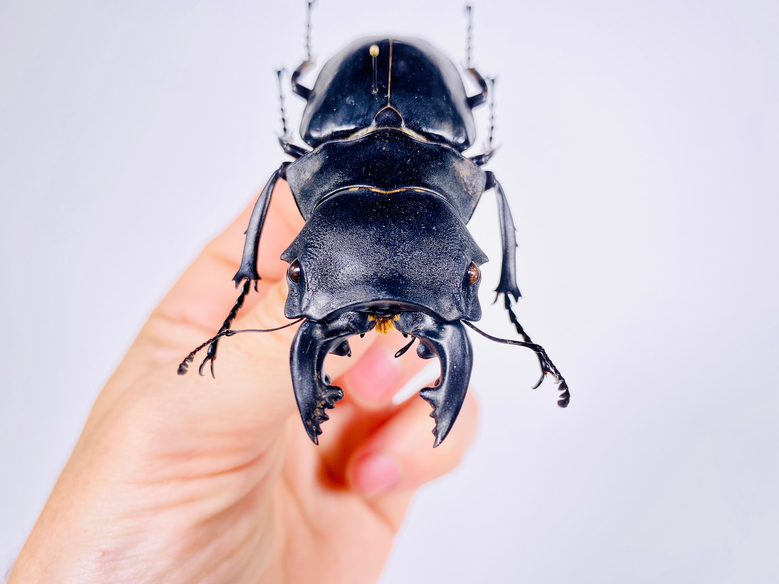 Odontolabis Stevensi Real Stag Beetle Insect Unmounted for Artwork