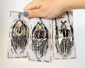 大型 コンゴ産 オリエンタリス ゴライアス ゴライアス・オリエンタリス（コンゴ民主共和国産、野生捕獲） - 巨大