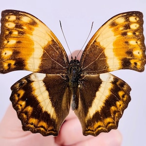 May include: A brown and yellow butterfly with black markings on its wings.