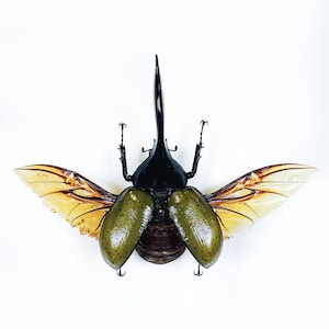 Real giant rhino beetle Dynastes hercules for taxidermy artwork insect collection image 3