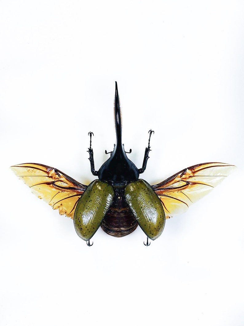 Real giant rhino beetle Dynastes hercules for taxidermy artwork insect collection image 3