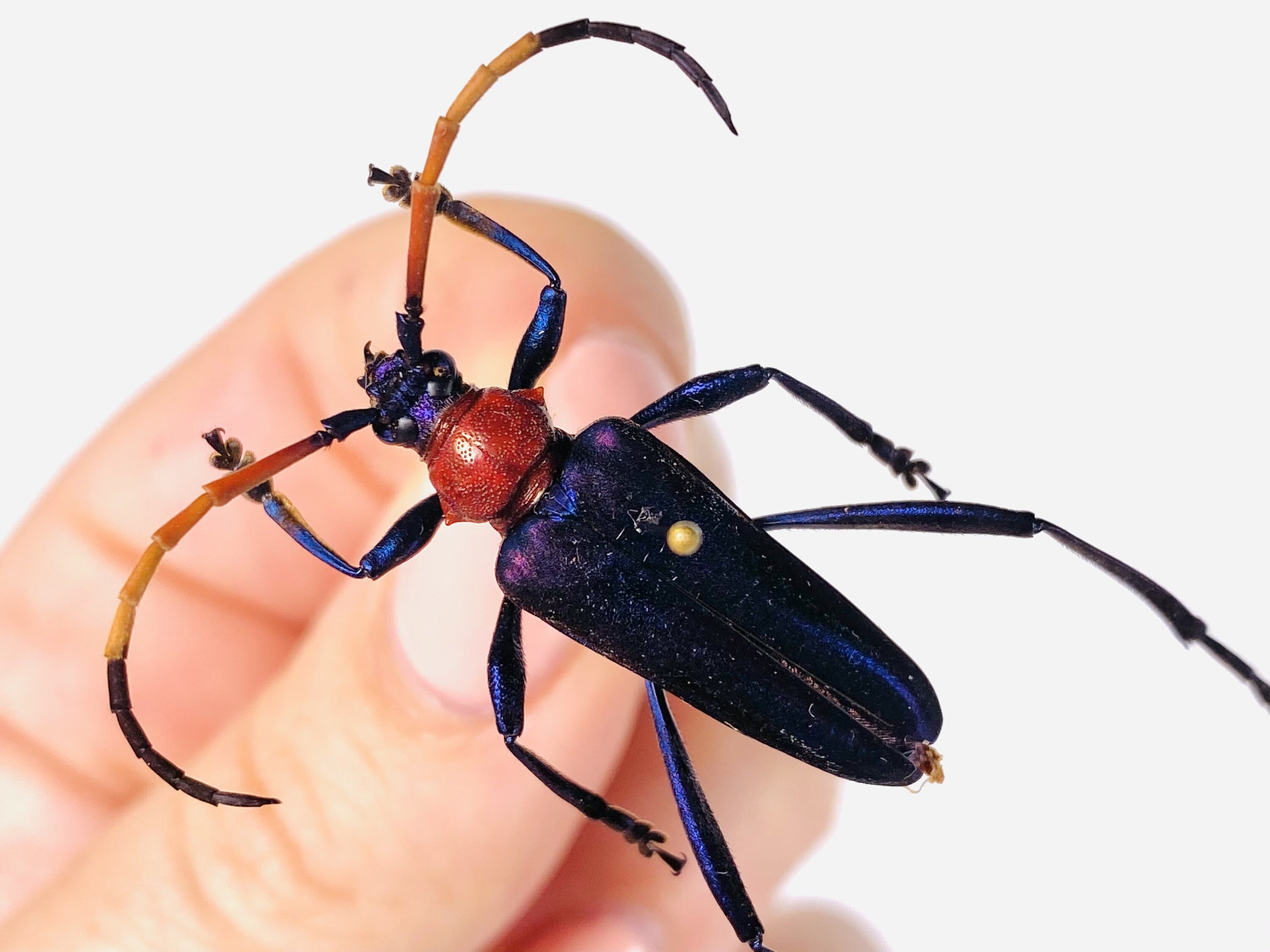 DeliciousTaylormade BeeAroundLil’BEEtle Purple Metallic and Red Long Horned Beetle Pachyteria