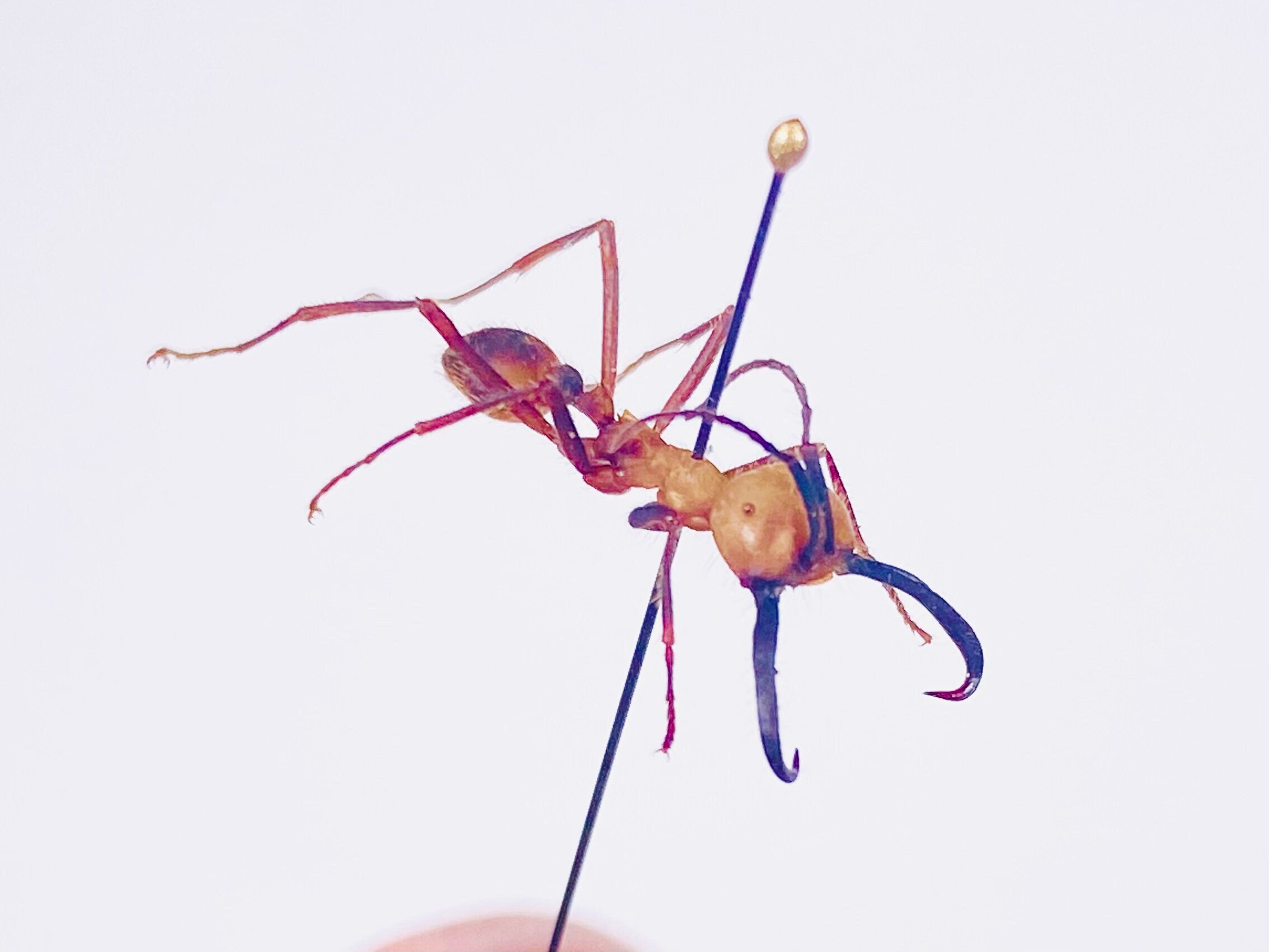 Army Ant Soldier