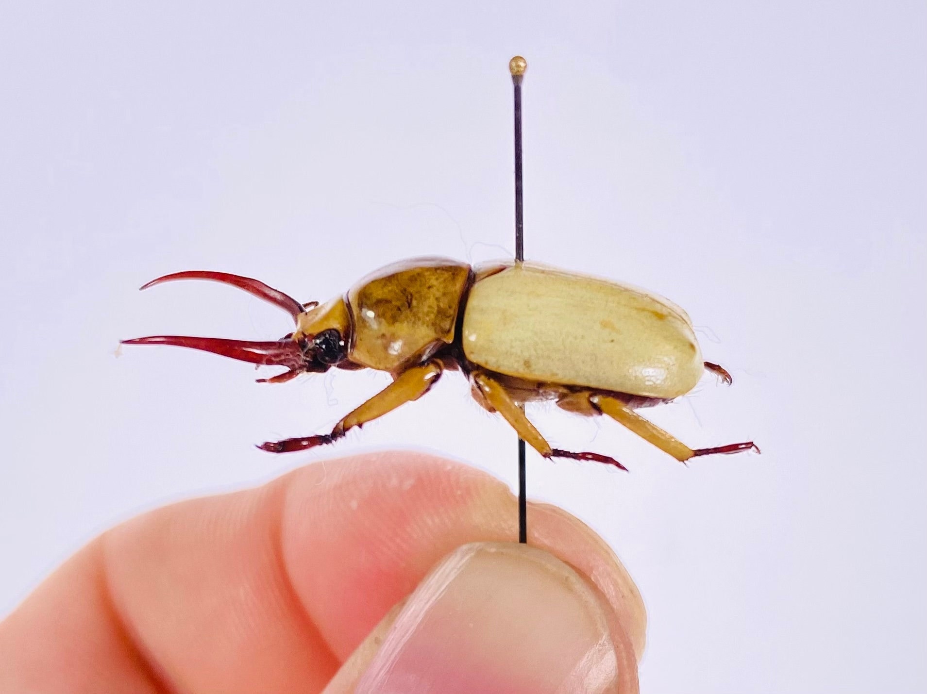 Kibakoganea Dohertyi Satoi Real Dry Horned Scarad Male Beetle