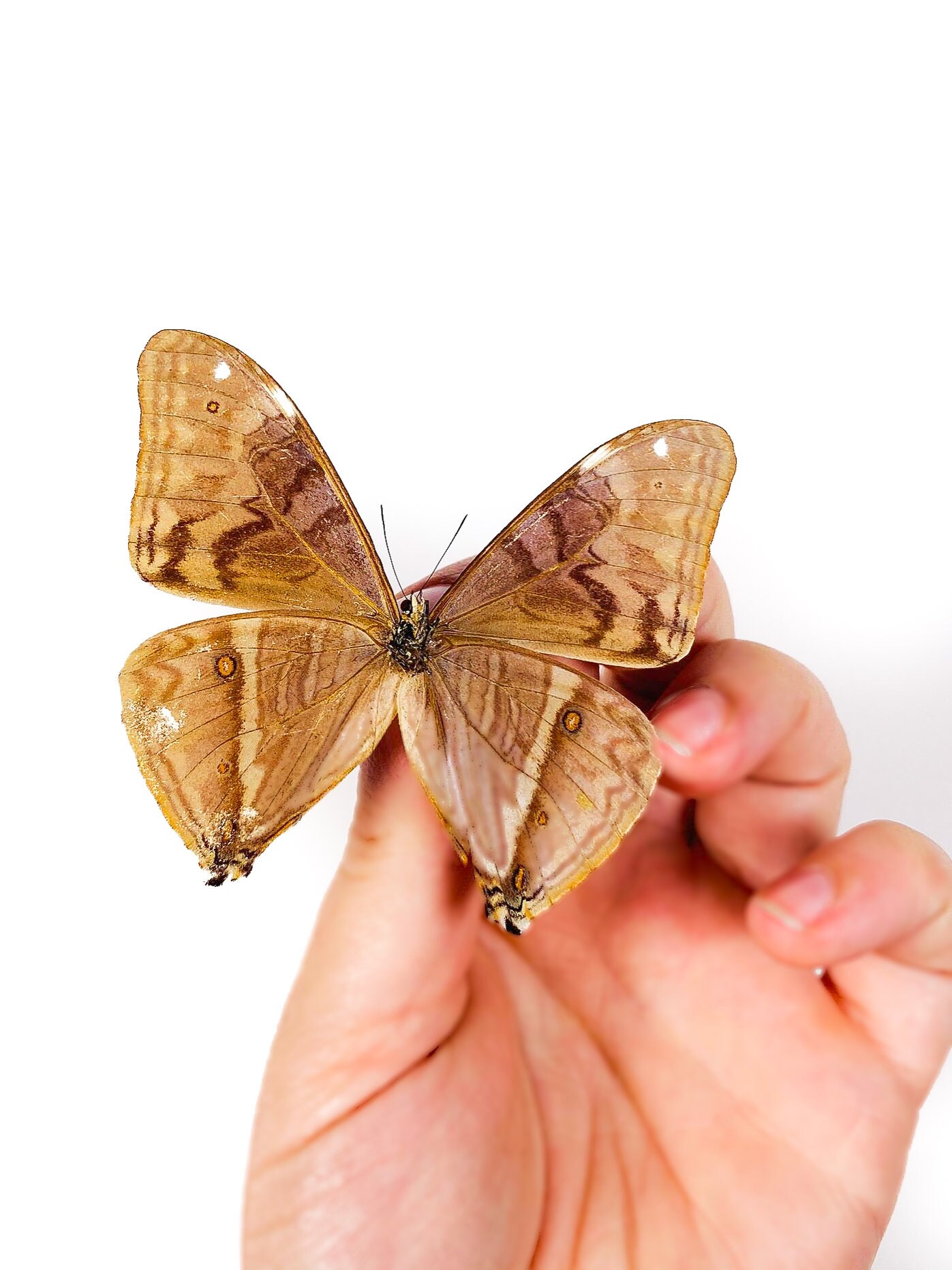 Morpho aega - : 蝶の標本 Yahoo!オークション エガモルフォ 外国産蝶